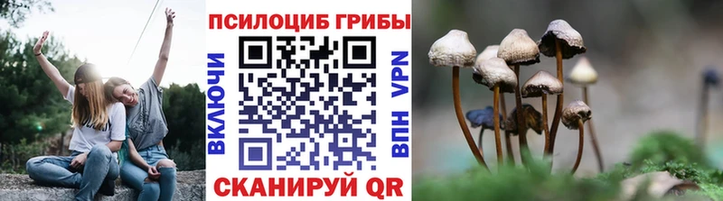 Псилоцибиновые грибы Cubensis  Барыш 